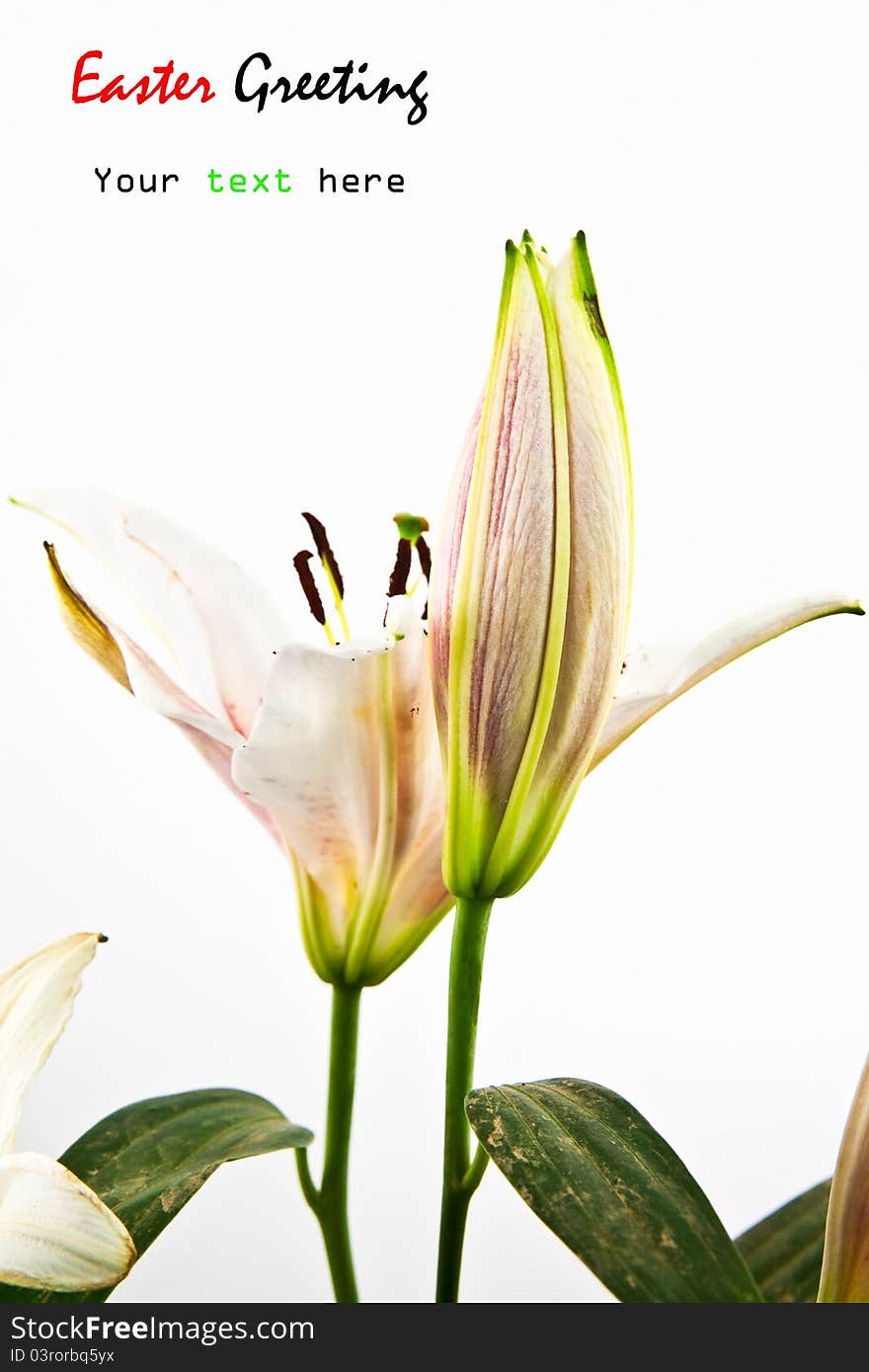 Lily flower isolated on white