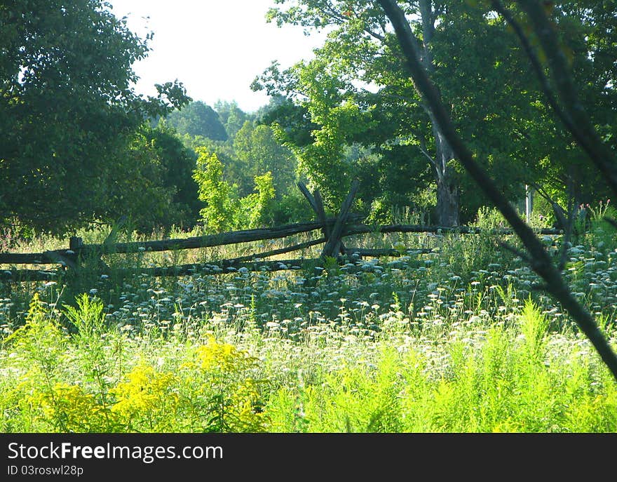 Flowers and split rail fence in wild meadow