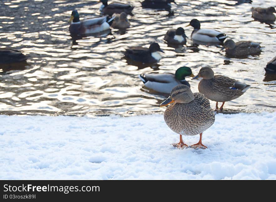 Ducks near a winter lake