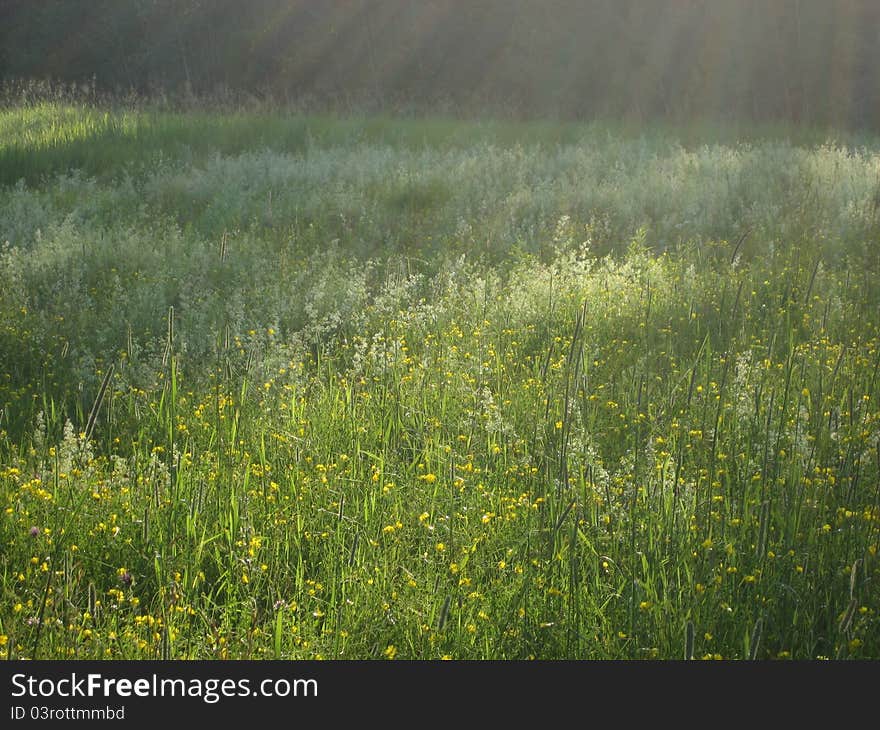 Sunshine Meadow