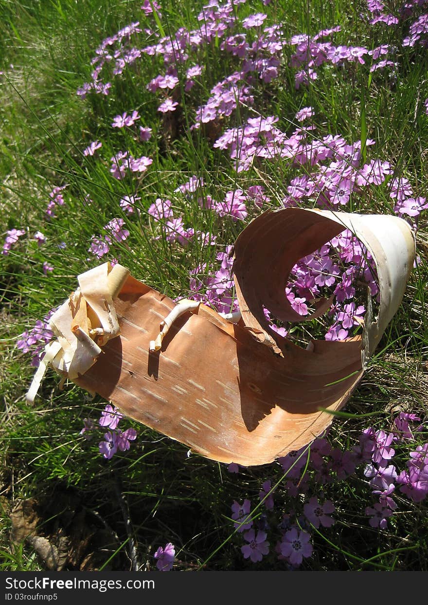 Scroll of birch bark lies on wild flowers. Scroll of birch bark lies on wild flowers