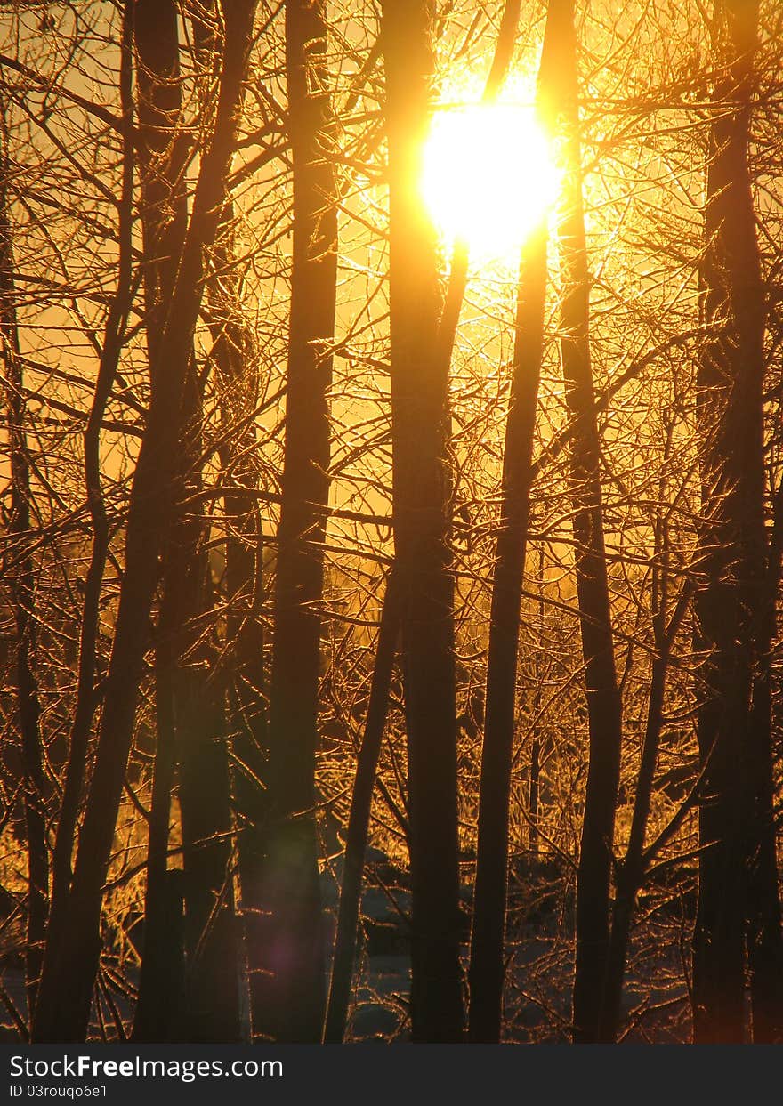 Winter dawn and poplars in silhouette against sunburst. Winter dawn and poplars in silhouette against sunburst