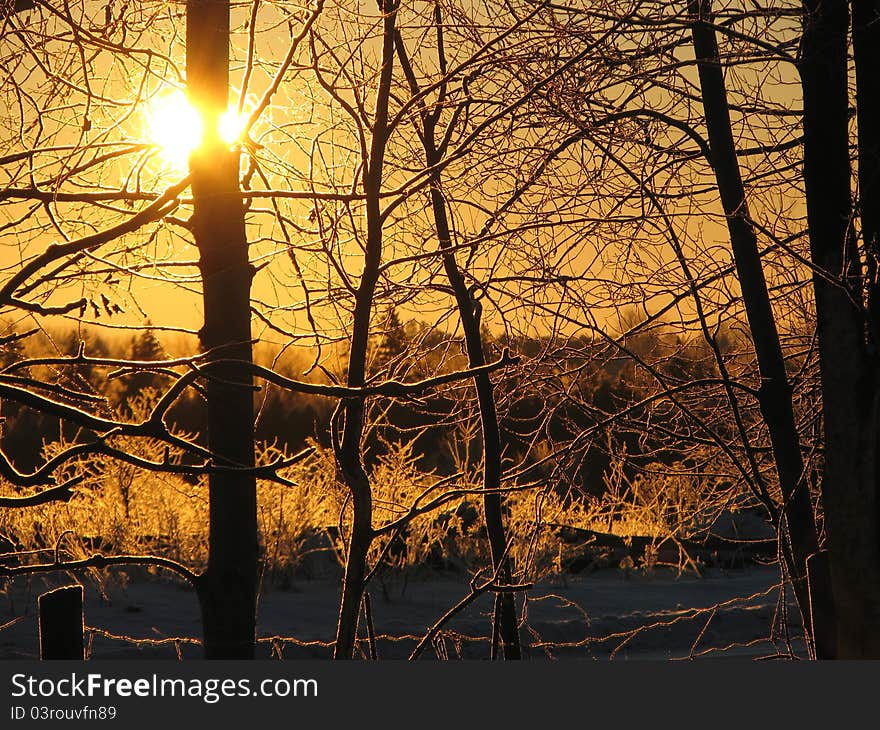Winter dawn and poplars in silhouette against sunburst. Winter dawn and poplars in silhouette against sunburst