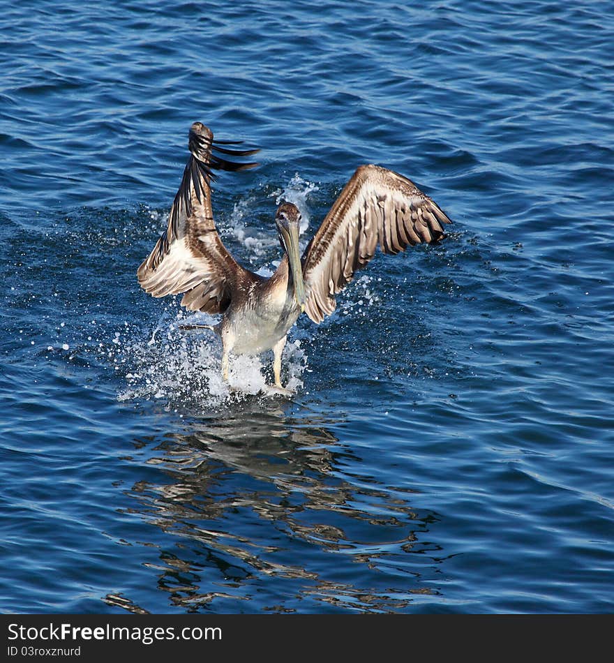 Pelican Landing On Water