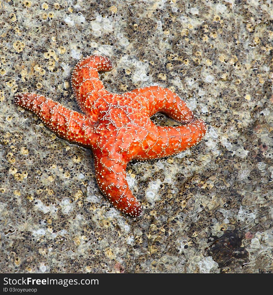 Red startfish by the water