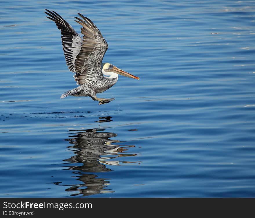 Pelican Landing On Water