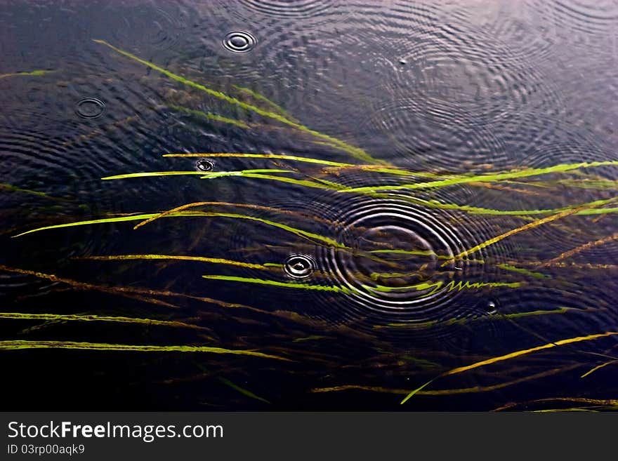 Algae In The Water And The First Drops Of Rain