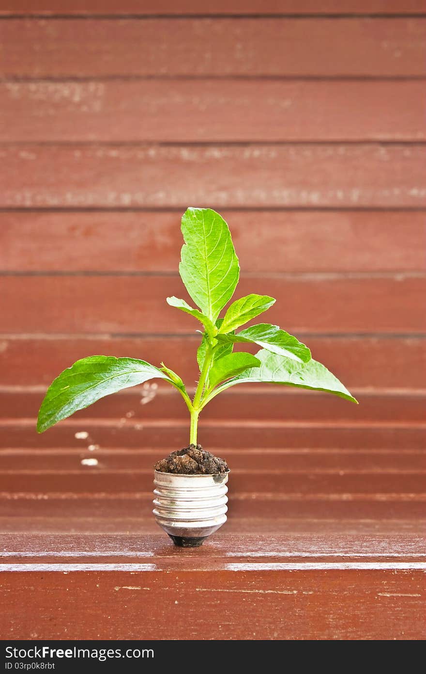 Green plant grow up through light bulb on wooden background. Green plant grow up through light bulb on wooden background