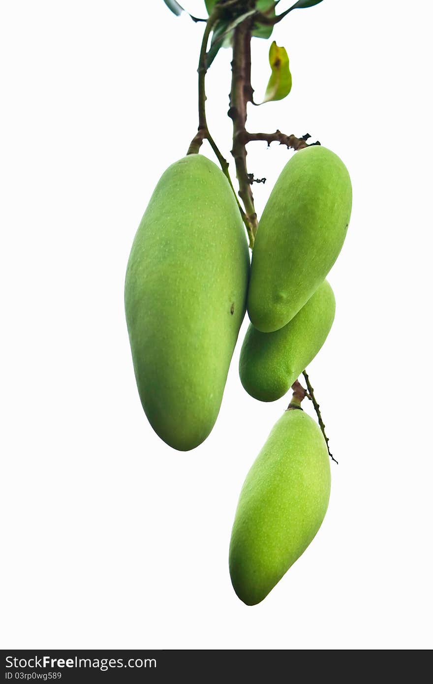 Fresh green mangoes isolated on white background. Fresh green mangoes isolated on white background