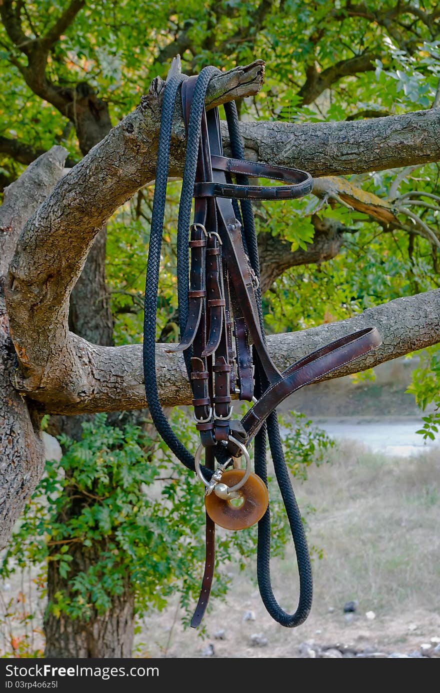 Harness hanging from a tree in full sunlight