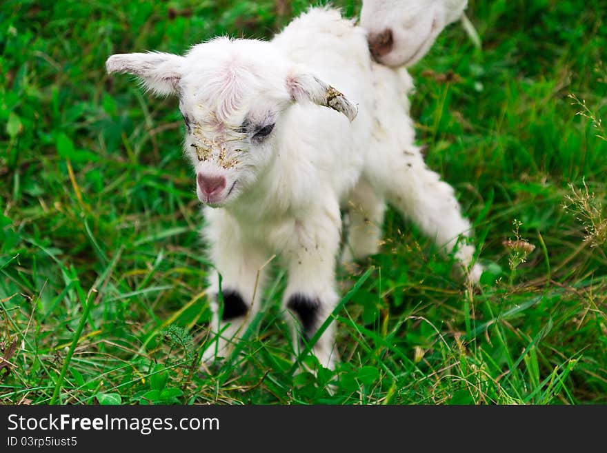 Cute white goat kid on a farm