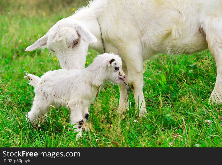 Cute white goat kid with mother goat