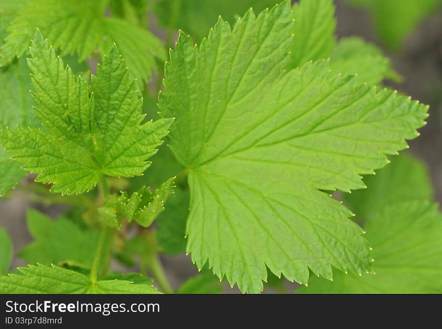 Green leaf grape plant