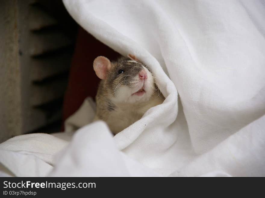 Female pet rat curiously watching from behind the sheet