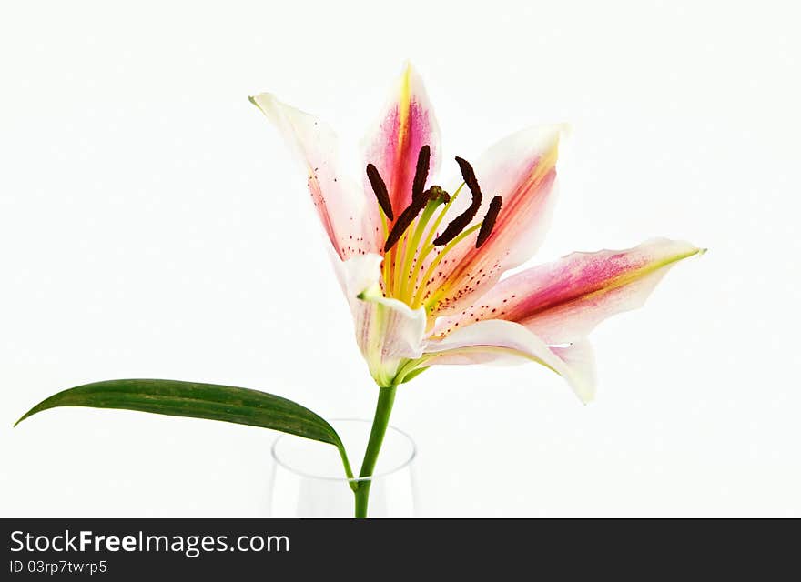 Lily flower isolate on white