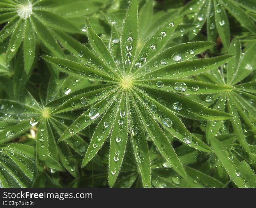 Star shaped leaves with rain drops clustered in them. Star shaped leaves with rain drops clustered in them.