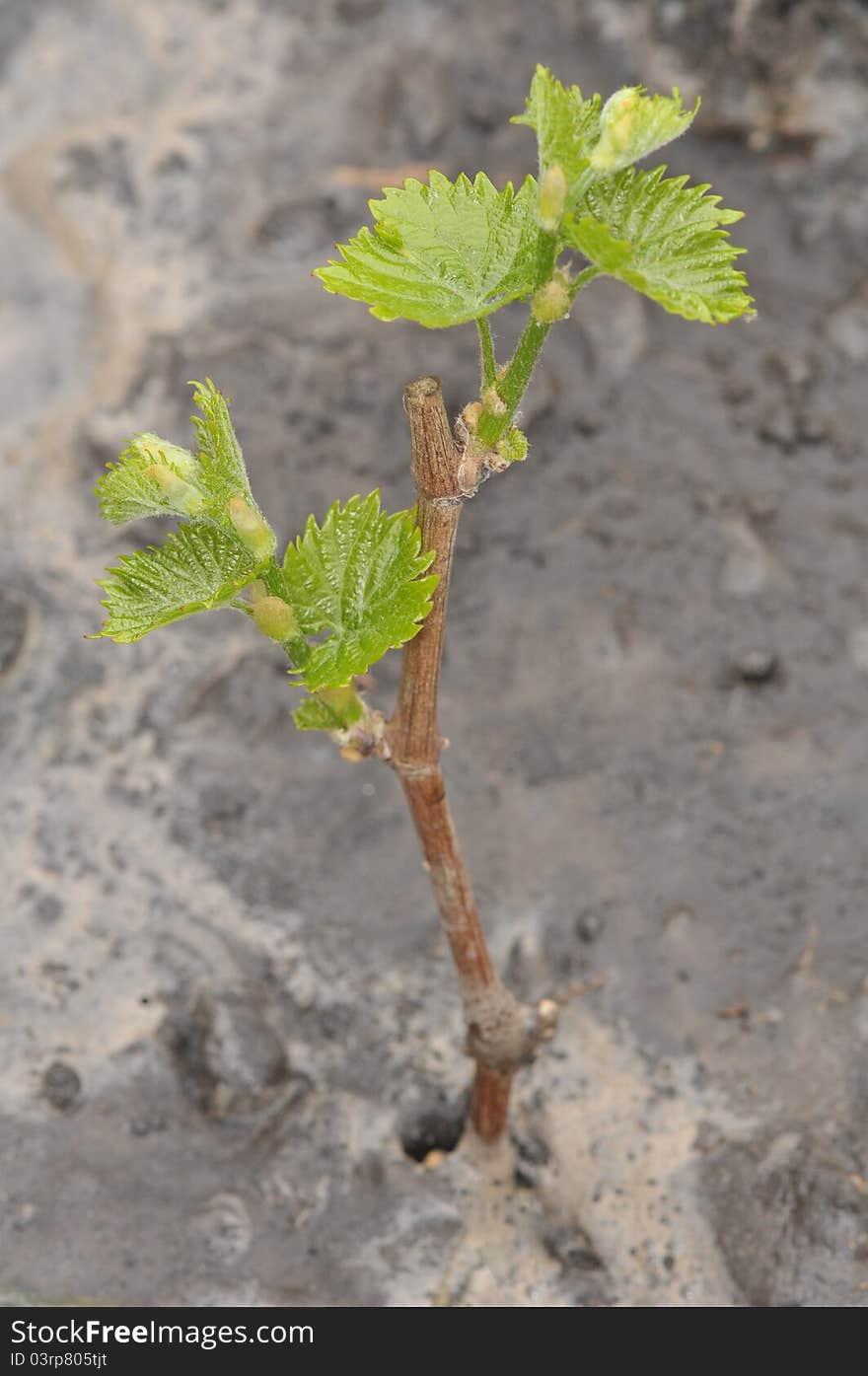 Seedling grapes, which gave the first leaves