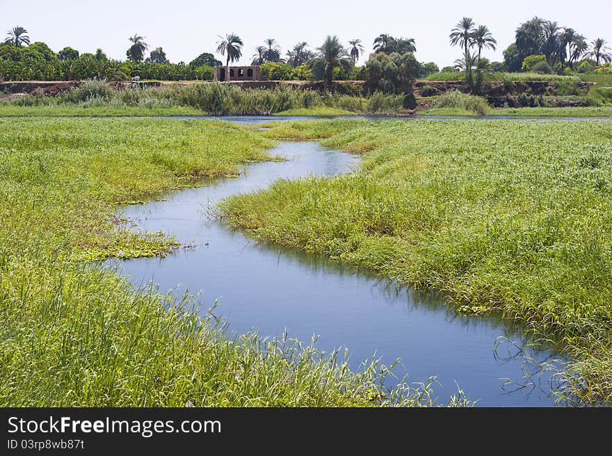 A small stream flowing through reeds and grasses at the edge of marshland. A small stream flowing through reeds and grasses at the edge of marshland