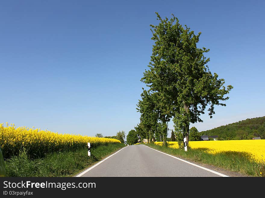 Rural Road Yellow Rape Canola Field And Tree