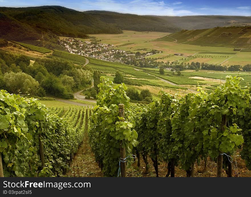 German vineyards in a Hunsrück valley