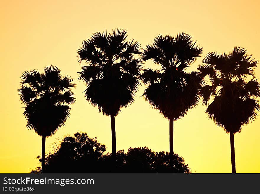 Palm trees silhoutte on sunset background. Palm trees silhoutte on sunset background