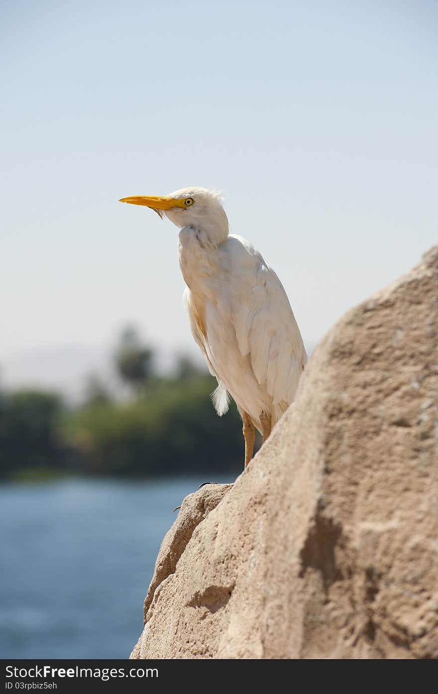 Large cattle egret perched on a rock by a river