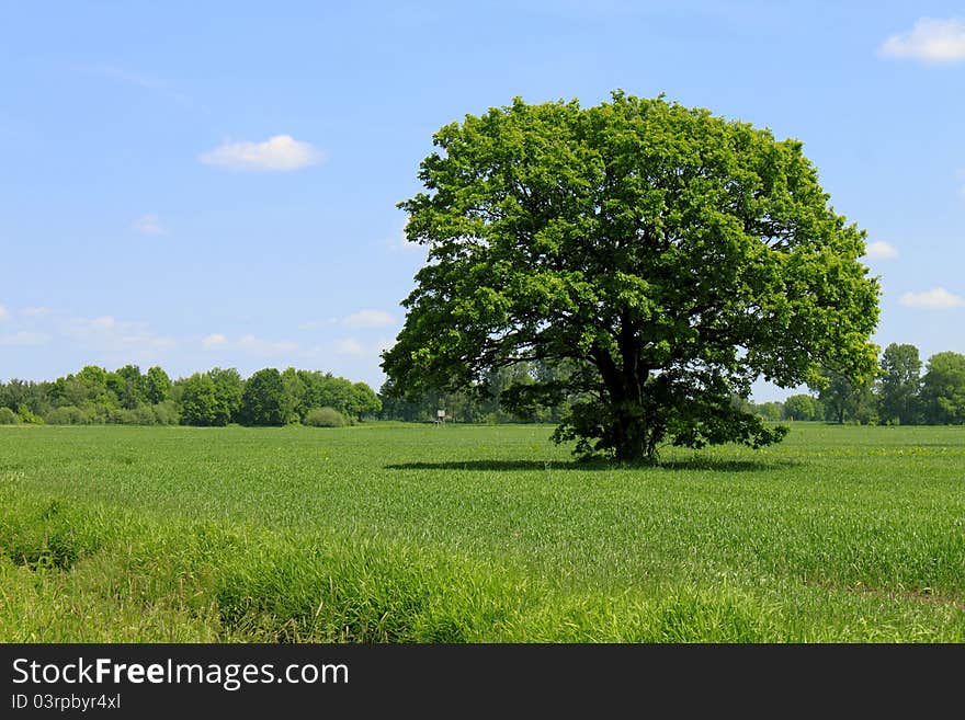 Green Field Tree And Blue Sky