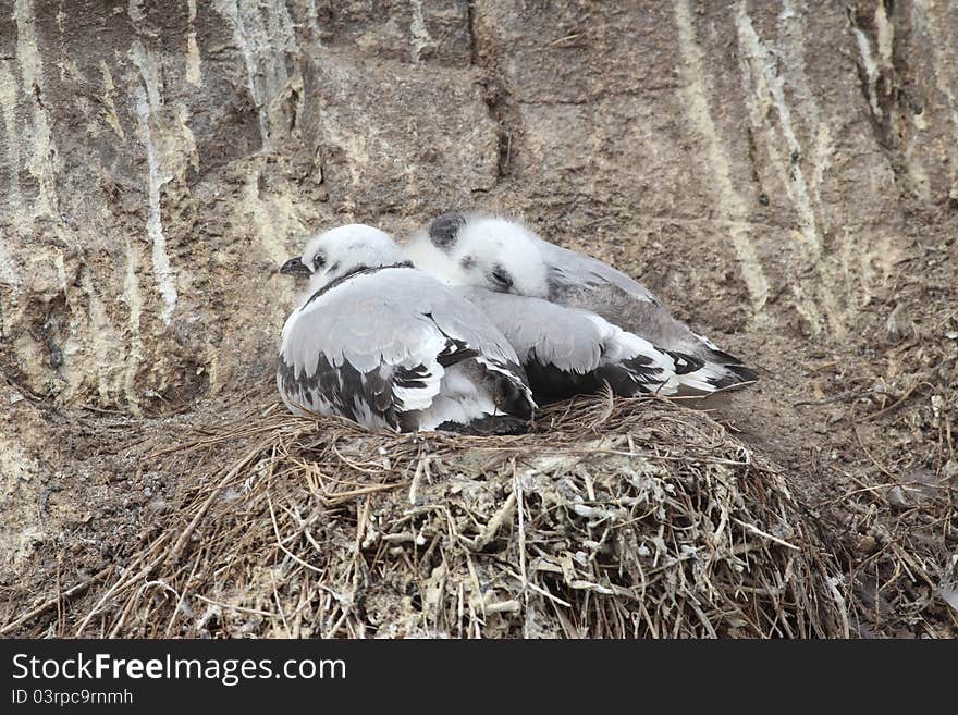 Juvenile Kittiwakes (Rissa tridactyla)