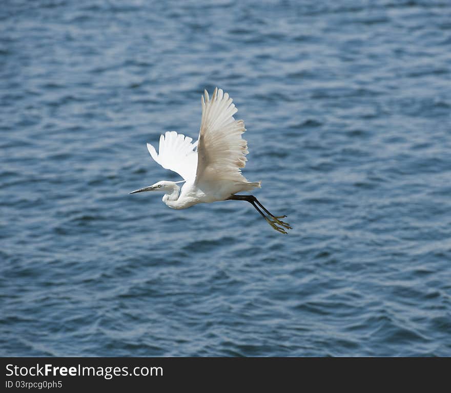 Little egret in flight