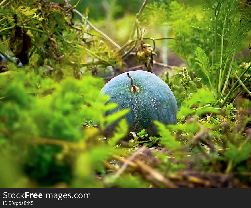 A watermelon grows in an organic garden patch