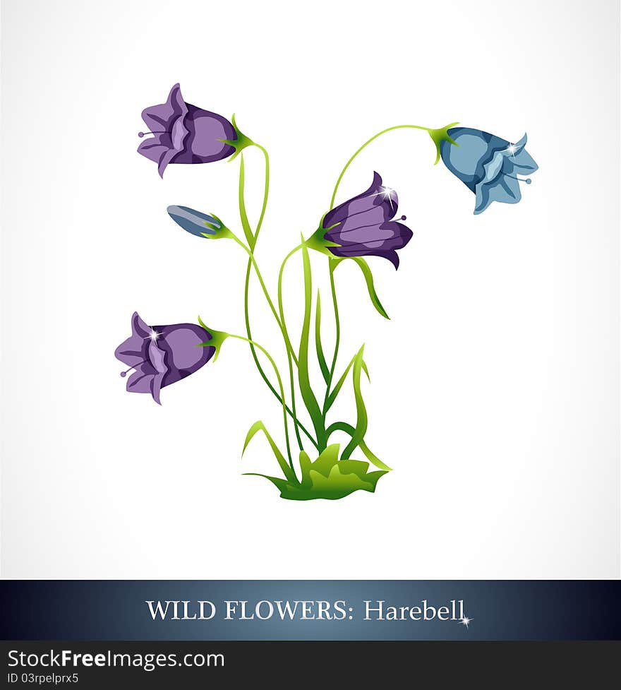 Harebell, Wild flower. Beautiful bright colors