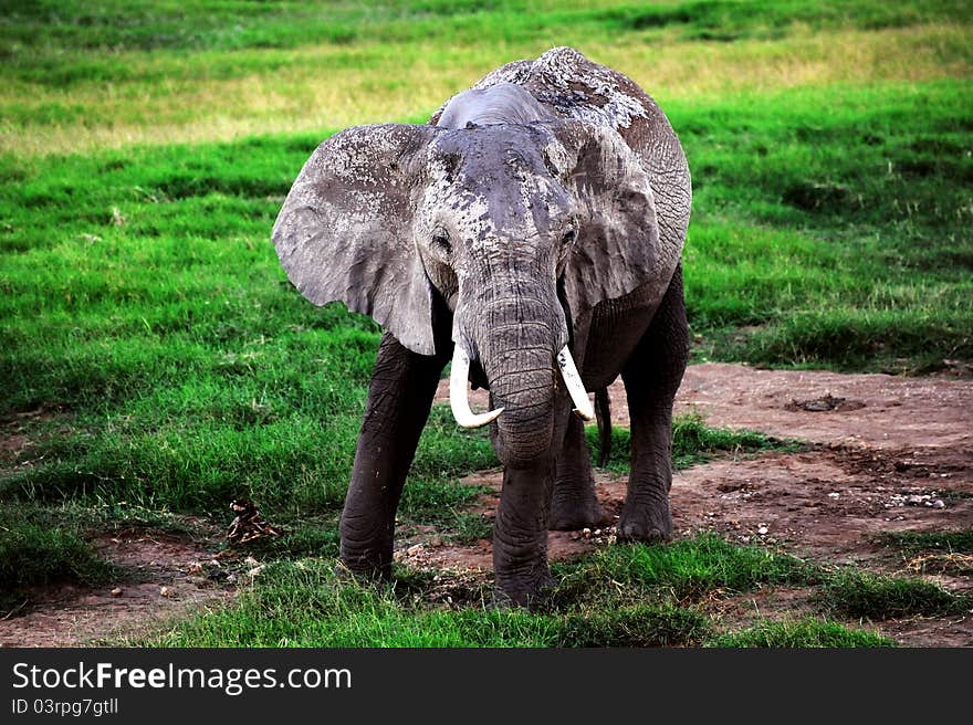 Small baby elephant from Africa