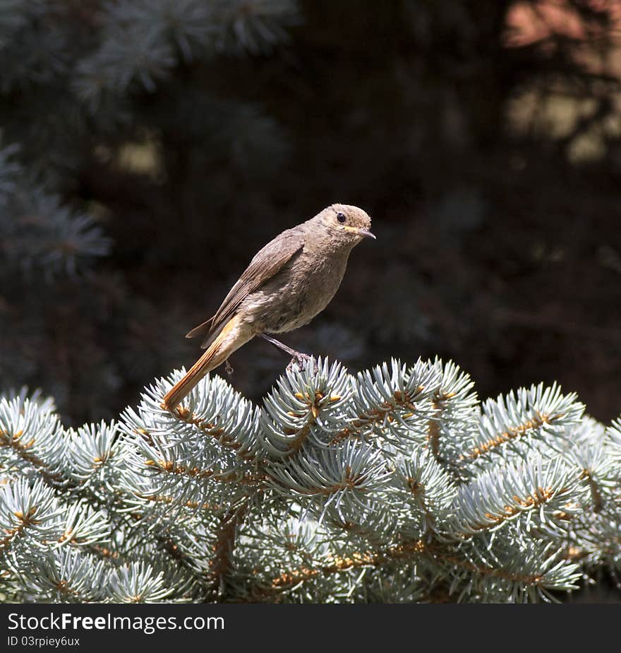 Female Black redstart (Phoenicurus ochruros)