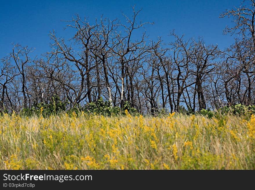 Black trees silhouettes after a forest fire. Black trees silhouettes after a forest fire.