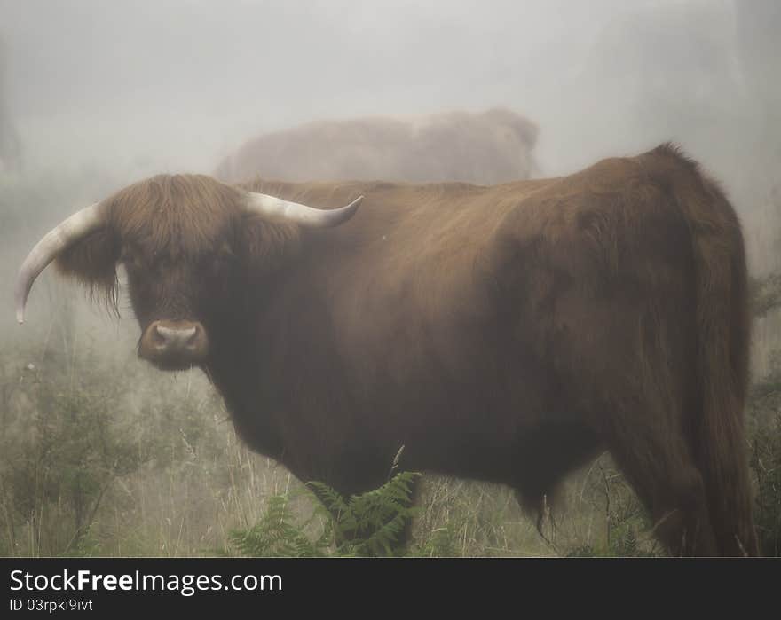 Highland bull looking at camers, in a foggy early morning. Hes horns are un even and his coat is wet. Highland bull looking at camers, in a foggy early morning. Hes horns are un even and his coat is wet.