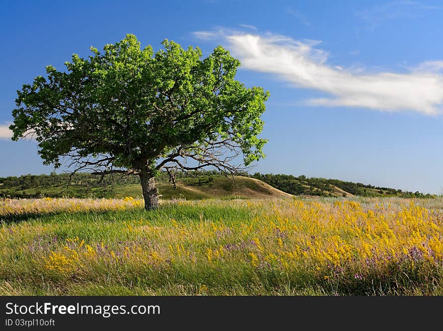 Young oak tree standing alone in a meadow at sunset. Young oak tree standing alone in a meadow at sunset.