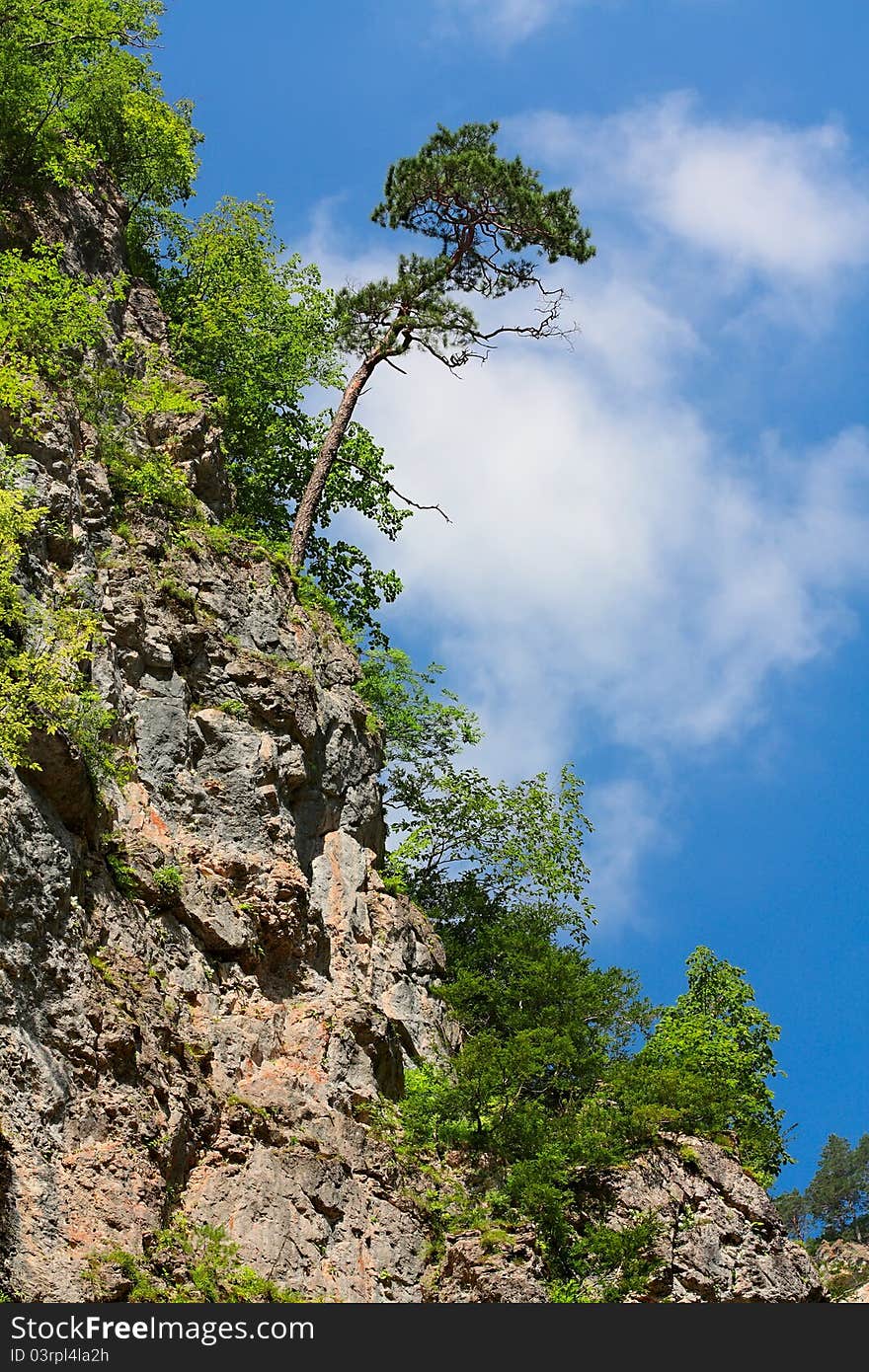 Lone pine on a steep cliff. Lone pine on a steep cliff.