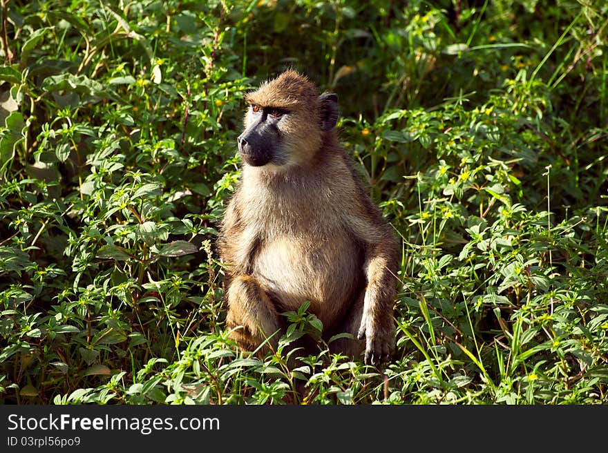 Little baby monkey from Africa