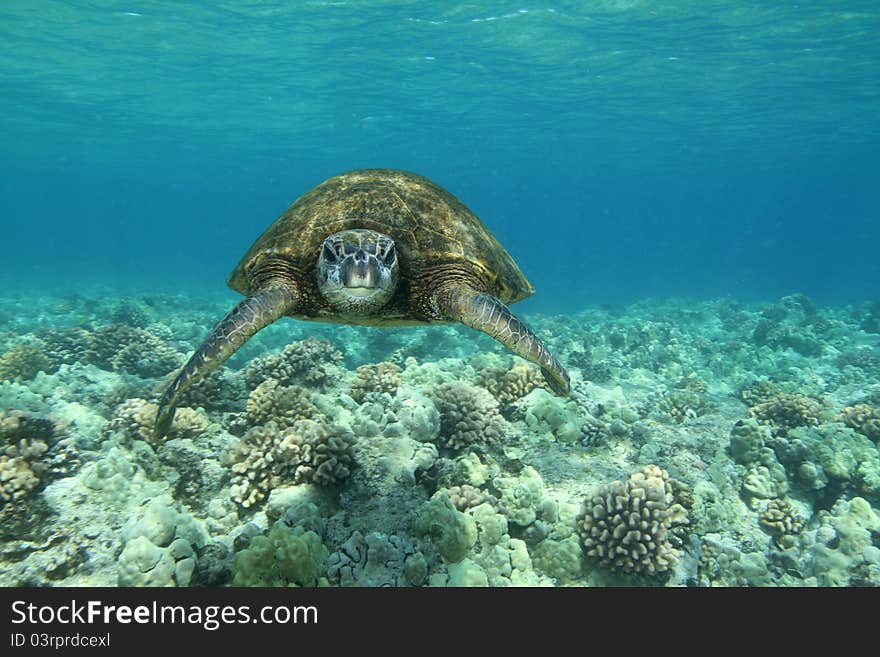 Hawaiian Green Sea Turtle swimming over a coral bed.