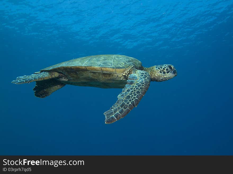 Hawaiian Green Sea Turtle gliding through the ocean.