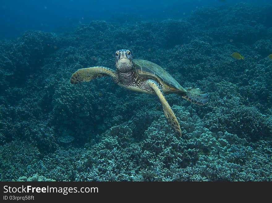 Hawaiian Green Sea Turtle swimming over a coral bed.