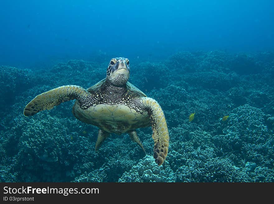 Curious Hawaiian Green Sea Turtle.