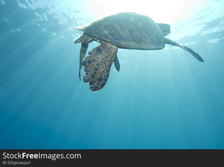 Wide-Angle shot of a Hawaiian Green Sea Turtle swimming up to the surface.