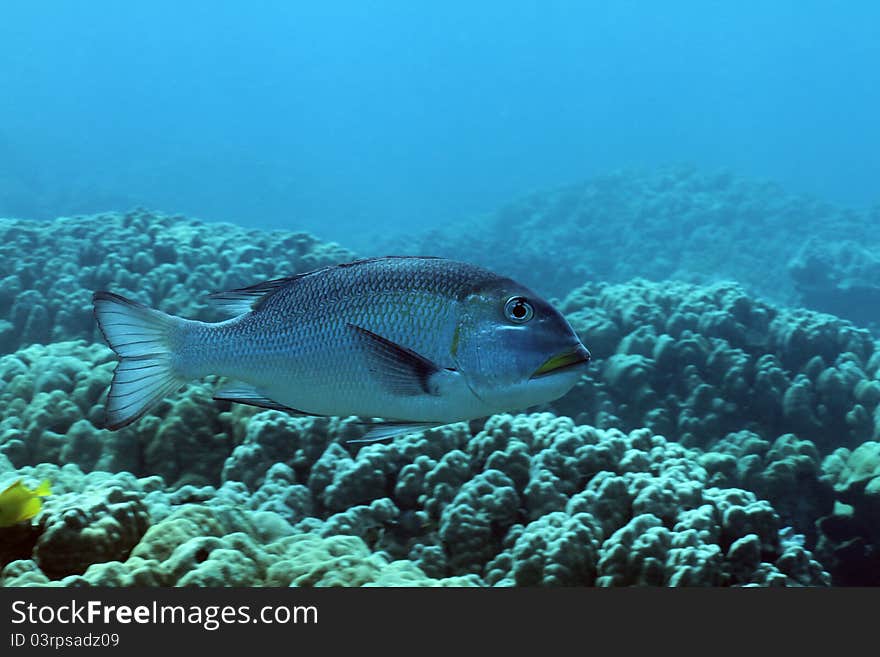 This is a shot of a Big-Eye Emperorfish which in Hawaiian is called a Mu. This is a shot of a Big-Eye Emperorfish which in Hawaiian is called a Mu.