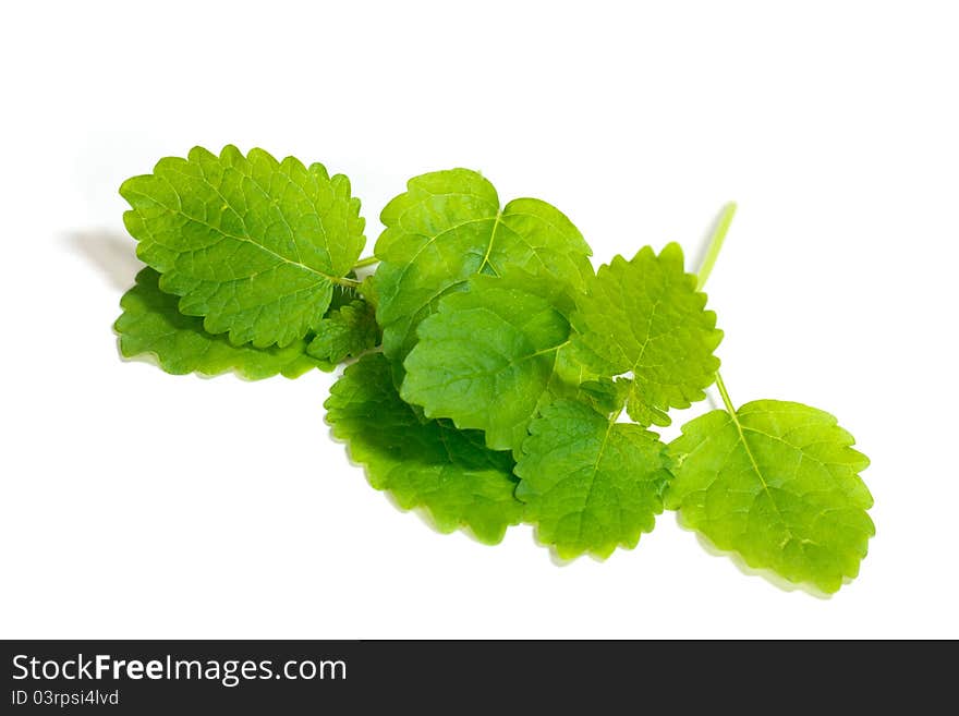 Fresh mint leaves , casting shadow on white surfac