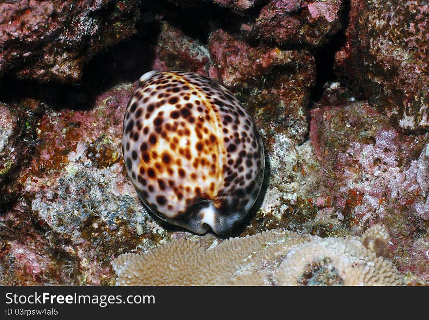 This is a picture of a Hawaiian Tiger Cowry found off the coast of the Big Island.