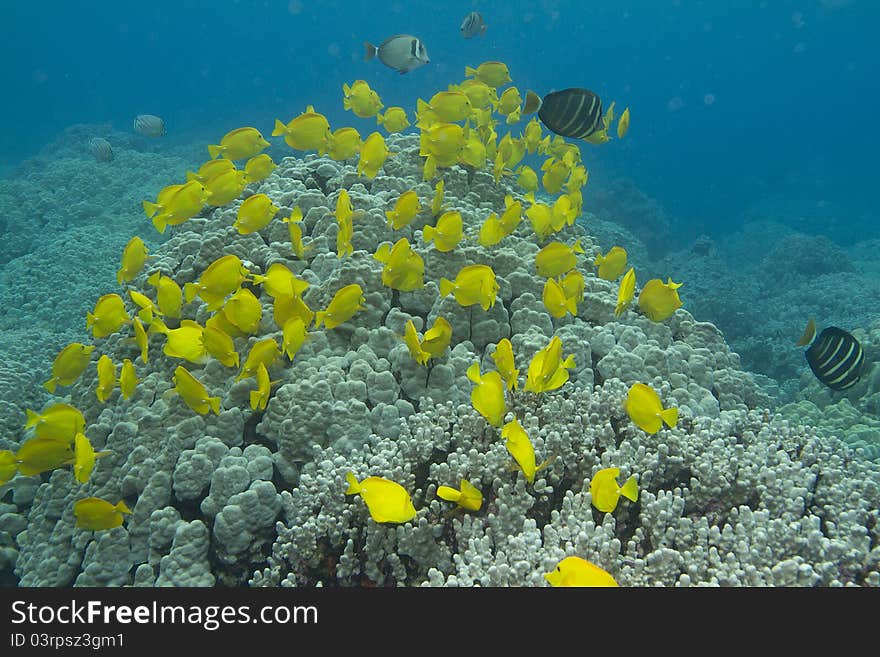 This is a picture of Yellow Tang schooling over a coral head off the coast of the Big Island of Hawaii.