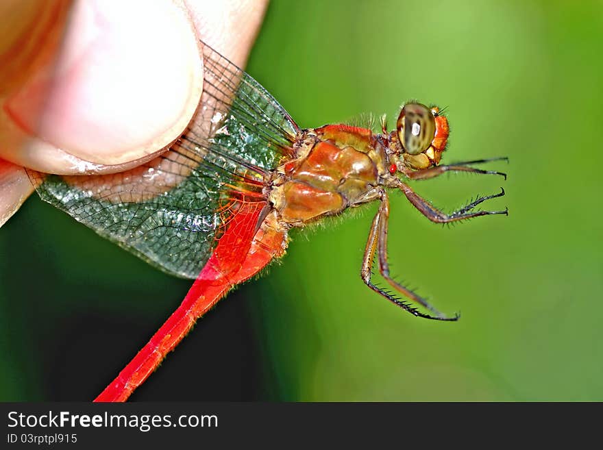 This red spectacular dragonfly is quite struggling to let itself goes freely. held on by its wings to observe it very closely. This red spectacular dragonfly is quite struggling to let itself goes freely. held on by its wings to observe it very closely.