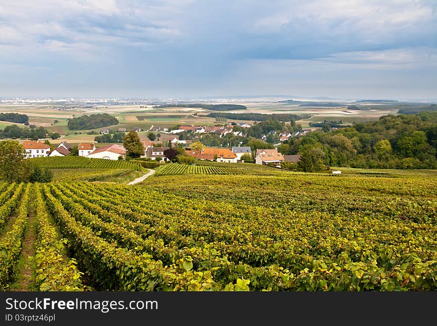 Vineyards