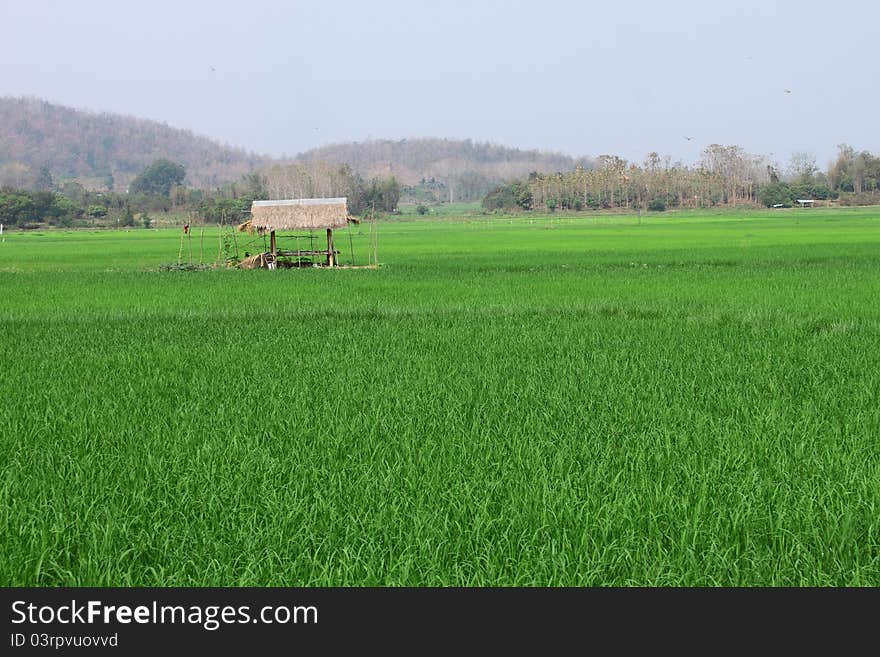 Small hut and rice field